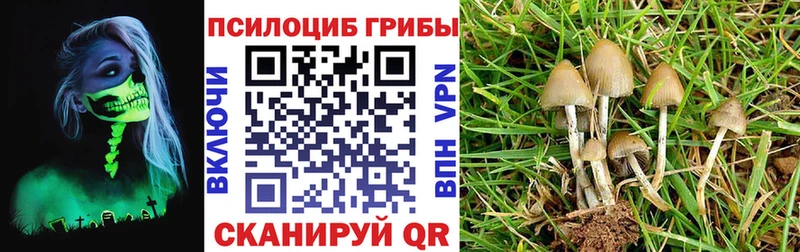Галлюциногенные грибы MAGIC MUSHROOMS  цены наркотик  Котовск 
